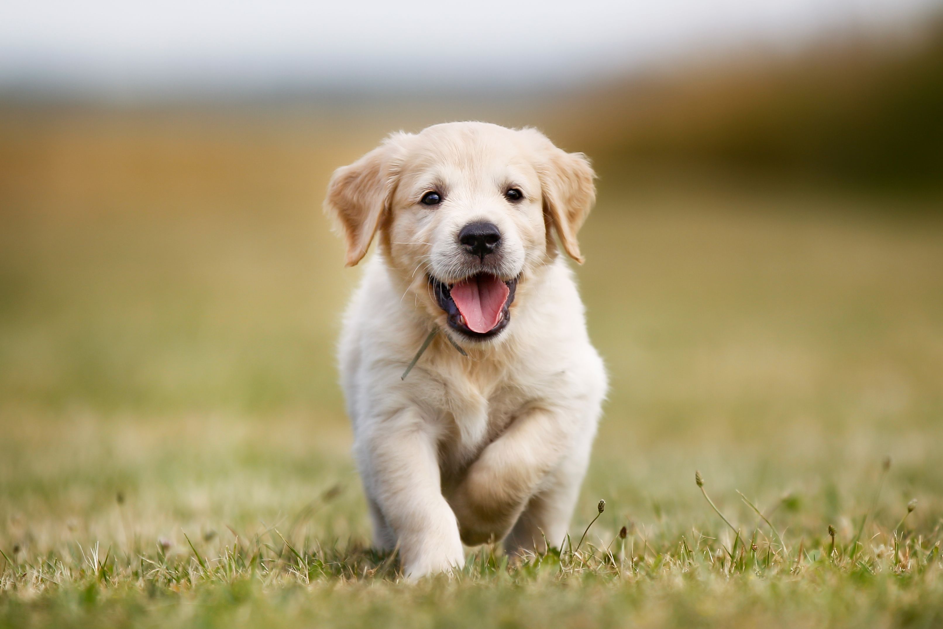 FDA Links Several Grain-Free Brands To Heart Disease In Dogs