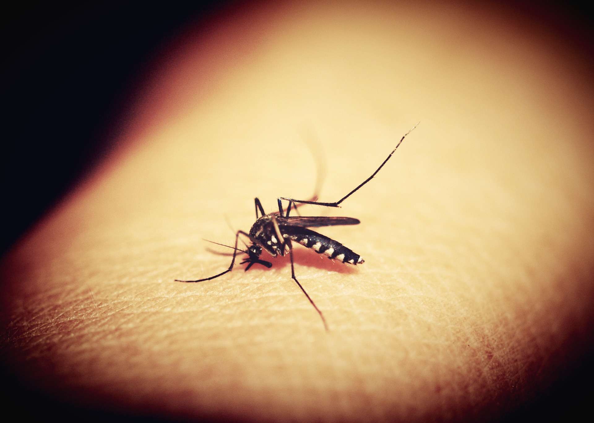 Simple and effective domestic remedies to combat Dengue