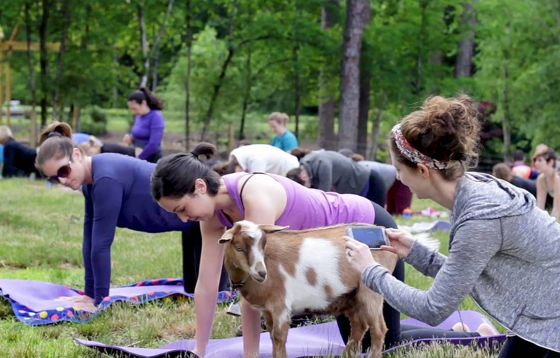 Brewing Projekt hosts goat yoga