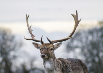 You can do yoga with reindeer at a ranch in Alaska