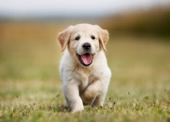 Deworm your puppy with best dog worming tablets