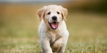 Deworm your puppy with best dog worming tablets